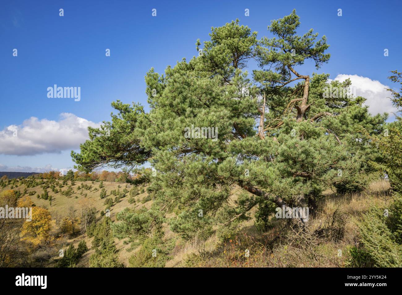 Kiefer (Pinus sylvestris), blauer Himmel, weiße Wolken, auf wacholderheide, Thüringen, Deutschland, Europa Stockfoto