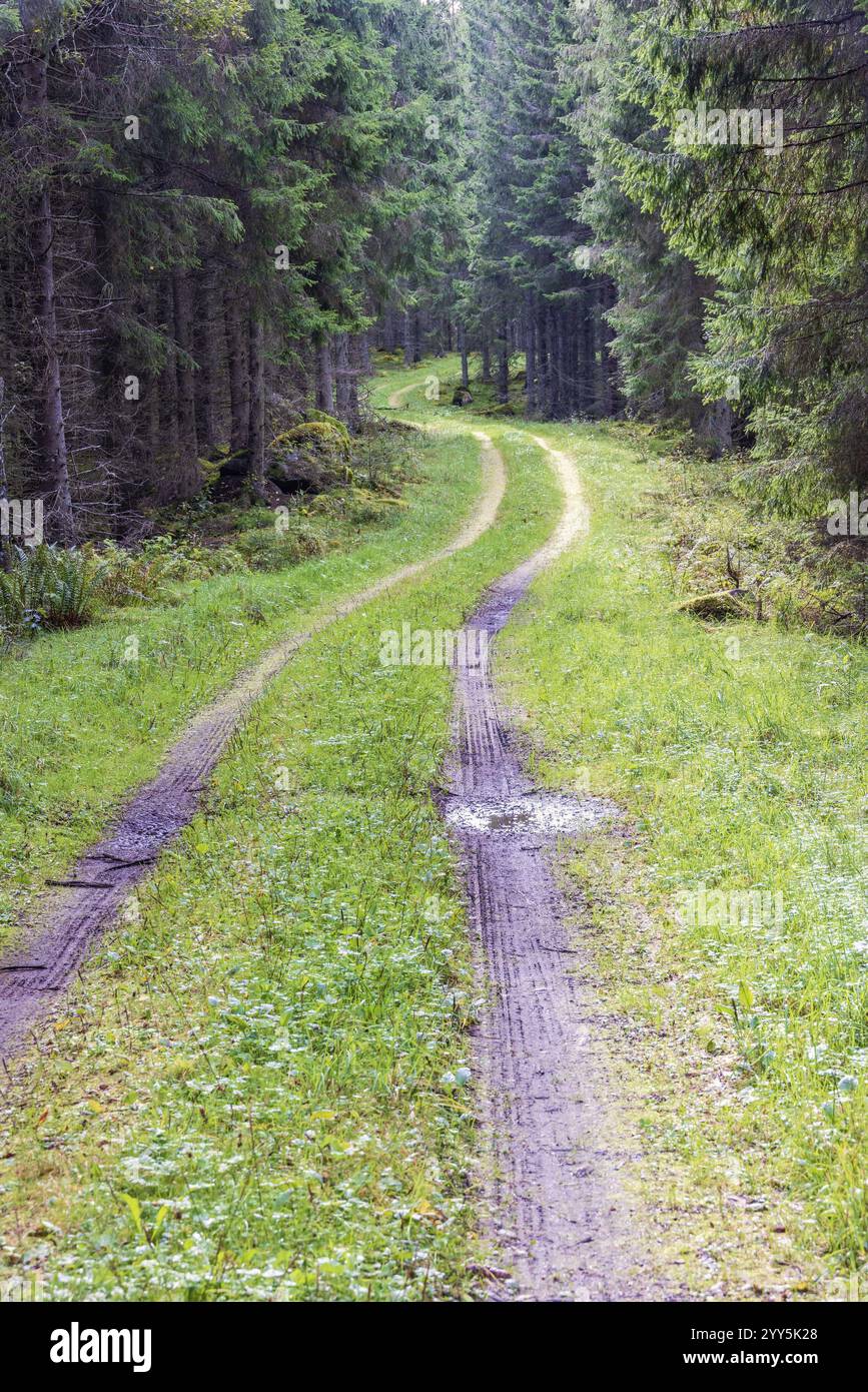 Gewundene Forststraße in einem Fichtenwald mit schlammigen Reifenspuren Schweden Stockfoto