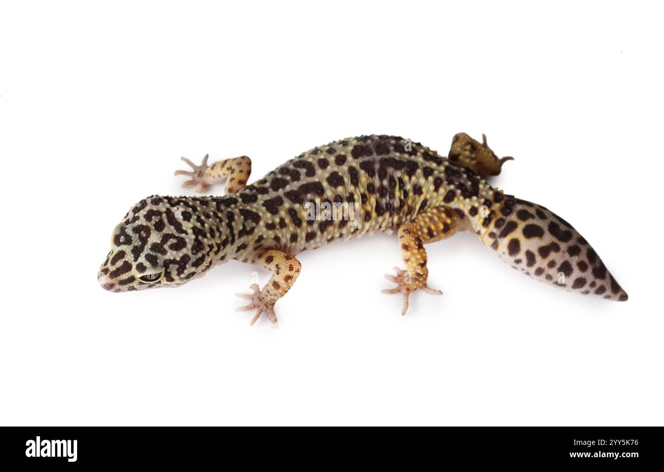 Der Leopardengecko (Eublepharis) isoliert auf weißem Hintergrund Stockfoto