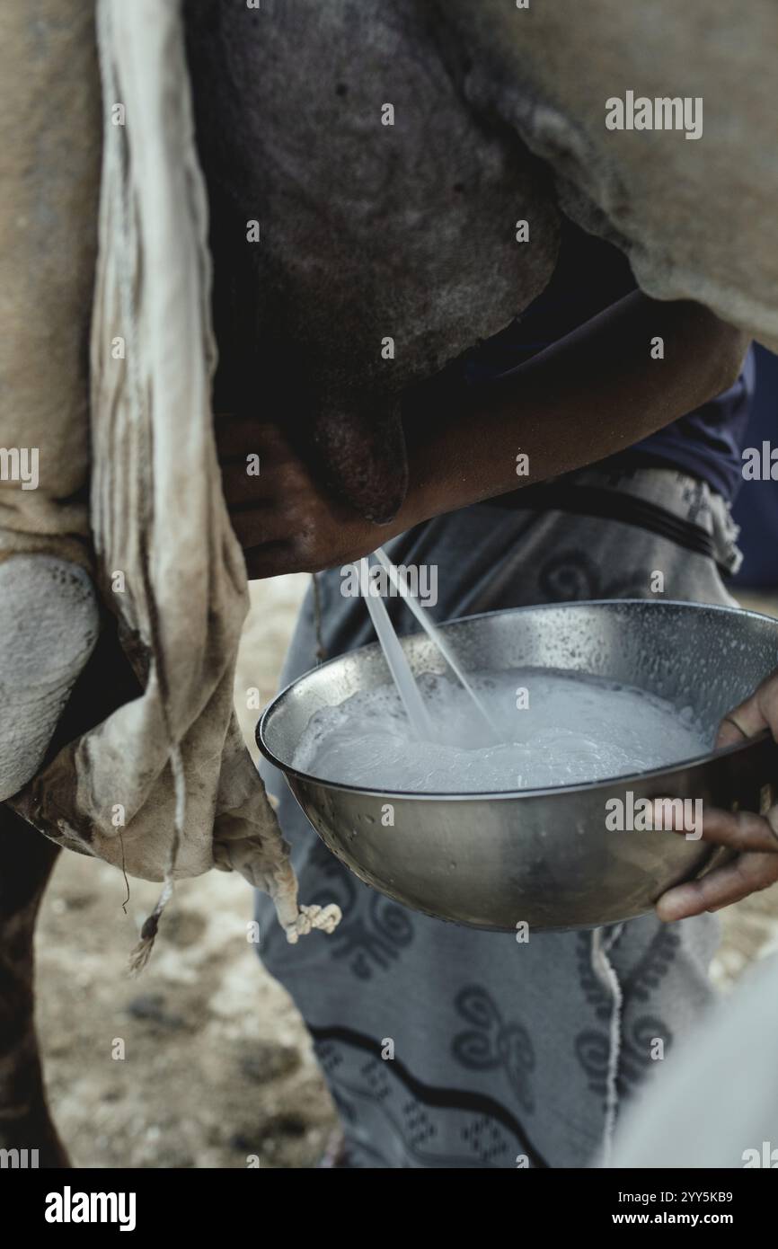 Melken einer Dromedarkuh (Camelus dromedarius), Dhofar, Oman, Dhofar, Oman, Asien Stockfoto