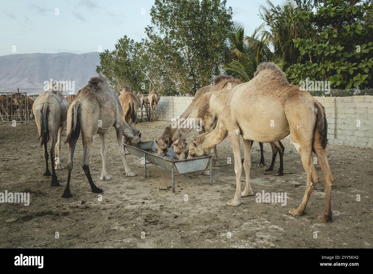 Dromedare (Camelus dromedarius) werden auf einer Kamelfarm in Salalah, Dhofar, Oman, Asien, gefüttert Stockfoto