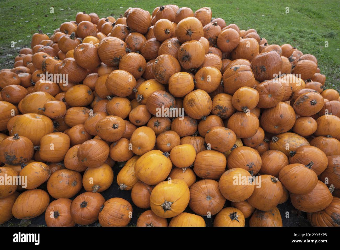 Kürbisse stapelten sich zum Verkauf, Hokkaidos, Bayern, Deutschland, Europa Stockfoto