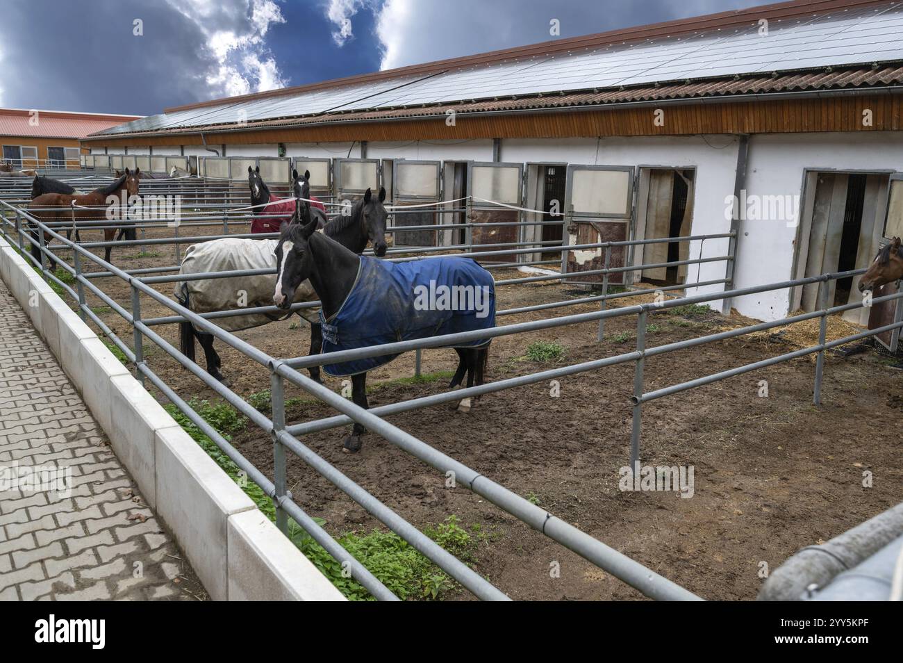 Reitpferde im Freigehege ihrer Boxen, Bayern, Deutschland, Europa Stockfoto