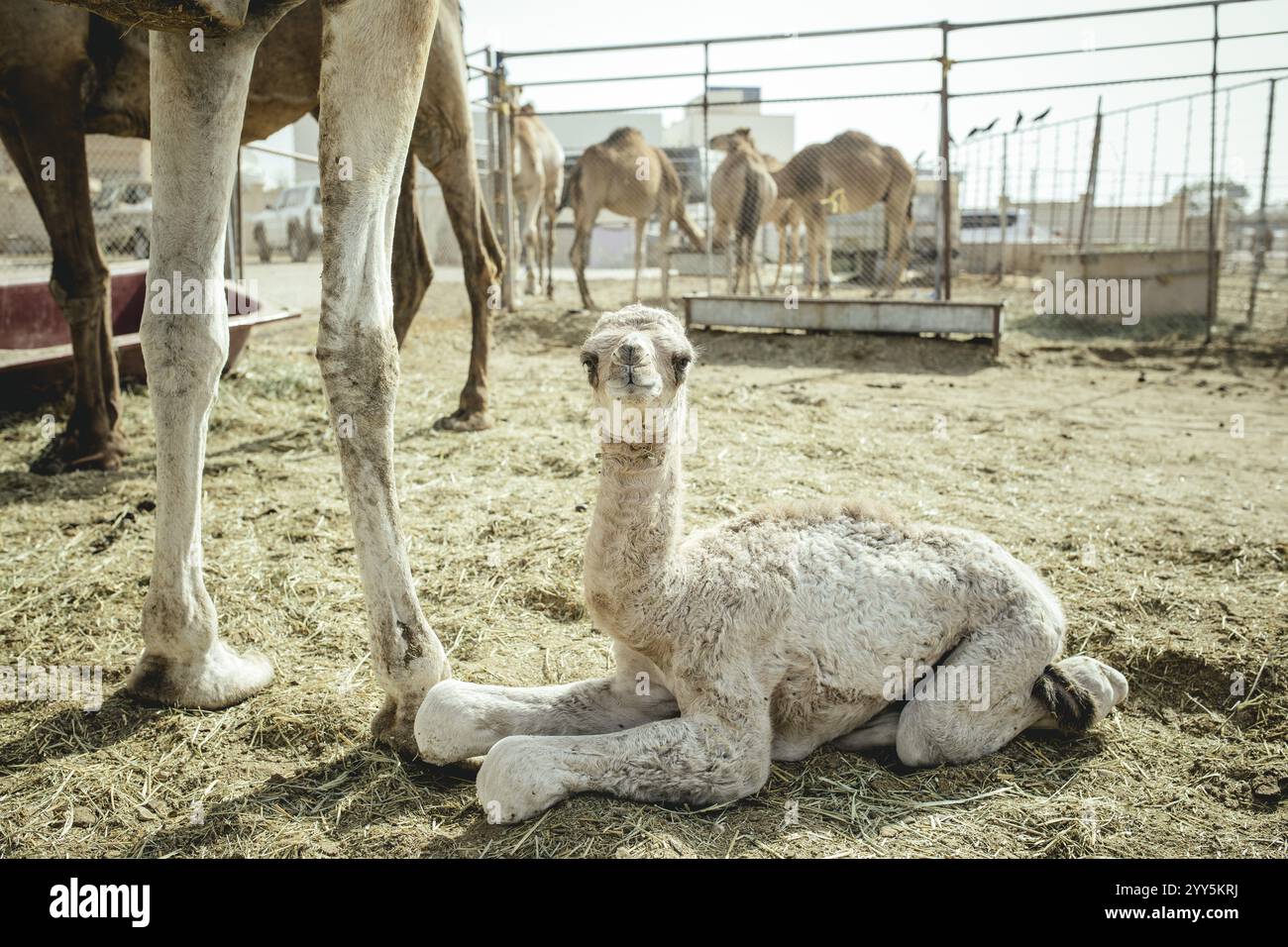Kamelkalb (camelus dromedarius), Kamelsouk Salalah, Dhofar, Oman, Asien Stockfoto