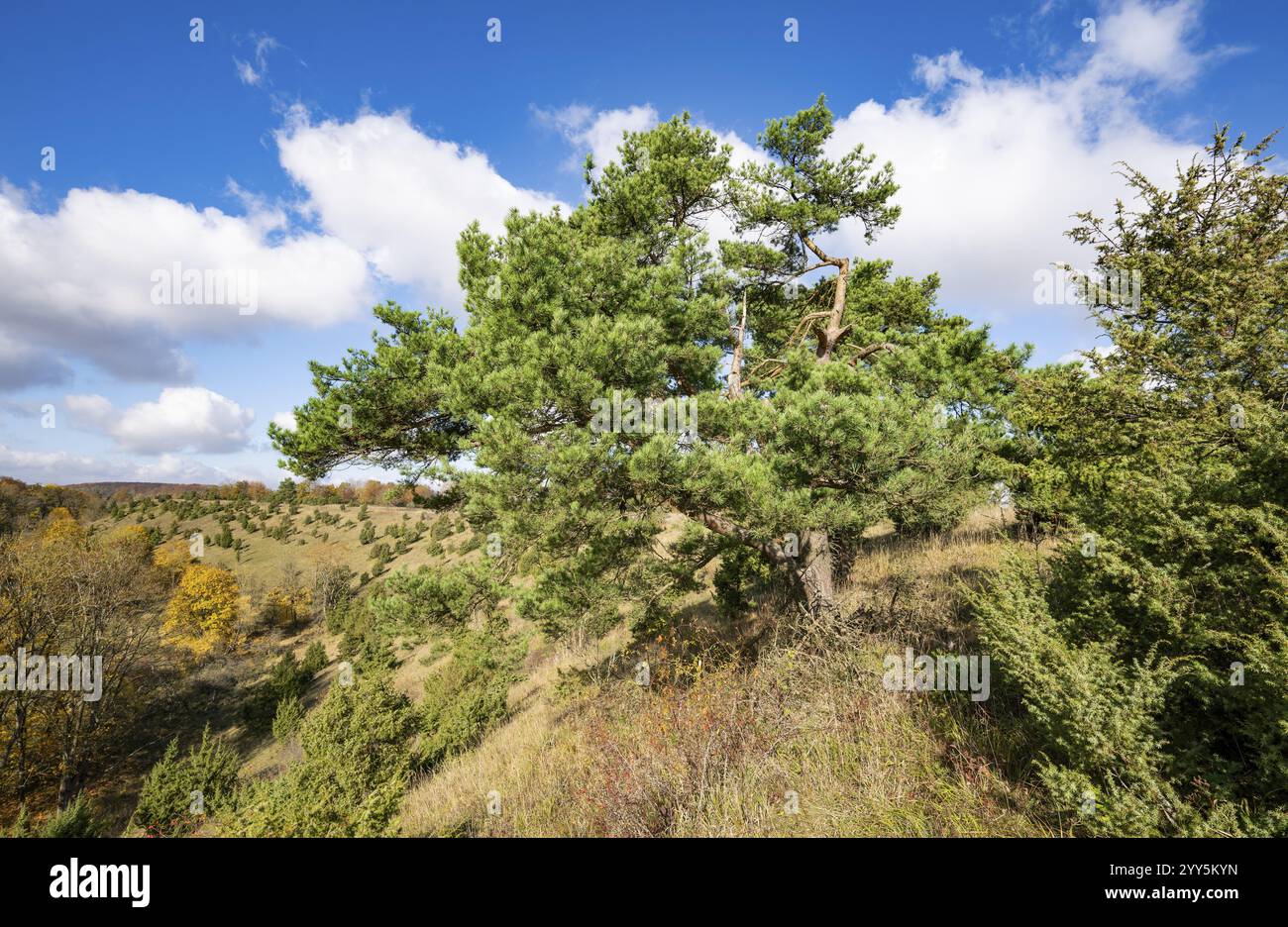 Kiefer (Pinus sylvestris), blauer Himmel, weiße Wolken, auf wacholderheide, Thüringen, Deutschland, Europa Stockfoto