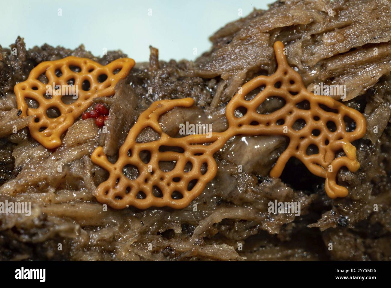 Vernetzter Schleimschimmel Fruchtkörper goldbrauner vernetzter kettenartiger Fruchtkörper am Baumstamm Stockfoto