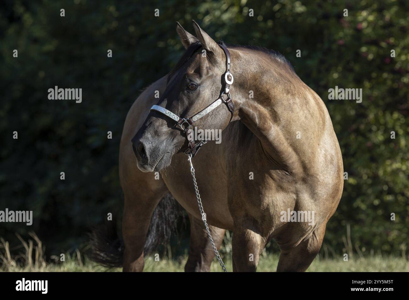Viertelpferd mit Showhalter im Porträt, Österreich, Europa Stockfoto