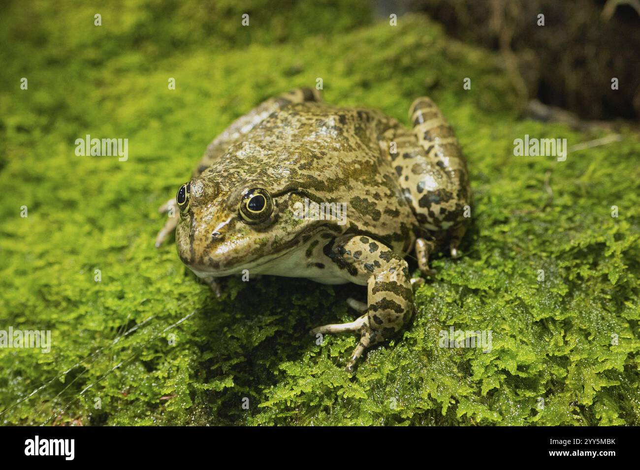 Seefrösch sitzt auf grünem Moos, schräg nach links von vorne Stockfoto