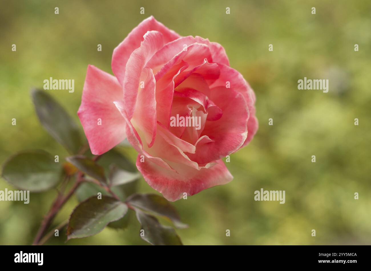 Nahaufnahme einer rosa Rose in Blüte mit zarten Blütenblättern und natürlichem Hintergrund, 16.12.2024 Stockfoto