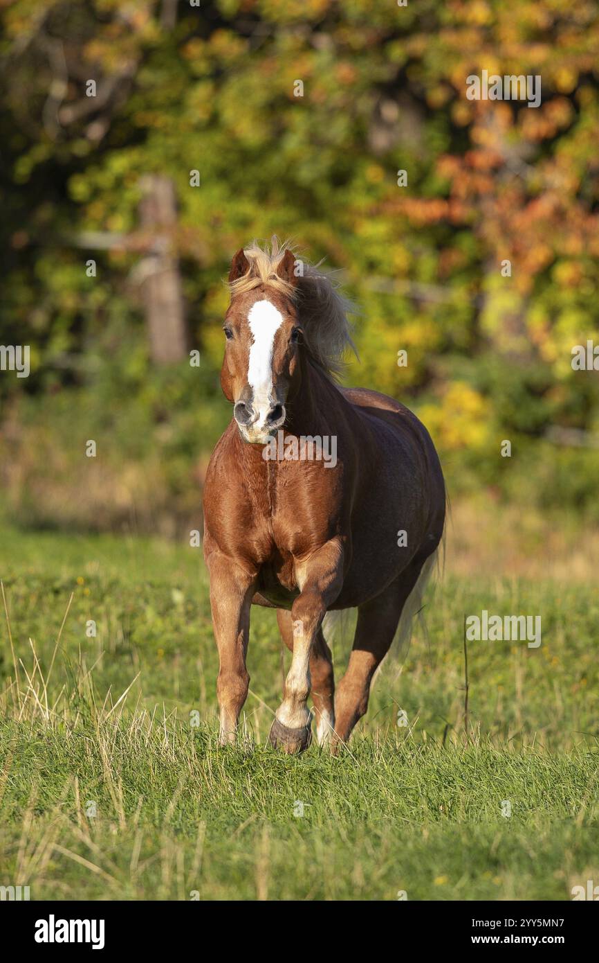 Haflinger Wallach auf der Weide im Herbst, Österreich, Europa Stockfoto