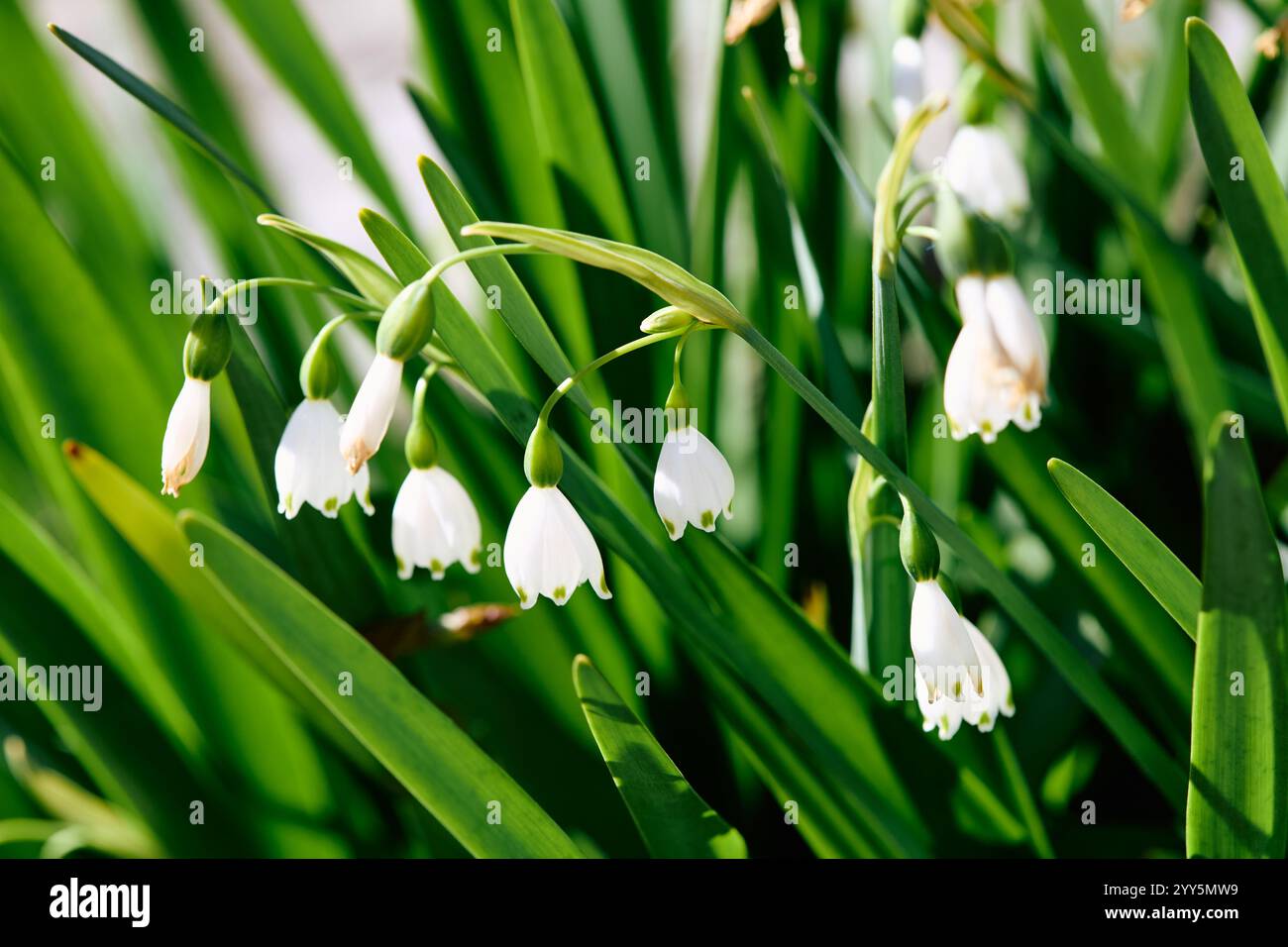 Narcissus pseudonarcissus, auch bekannt als Wilddaffodil oder Lent Lily (walisisch Cennin Pedr), ist eine mehrjährige blühende Pflanze Stockfoto