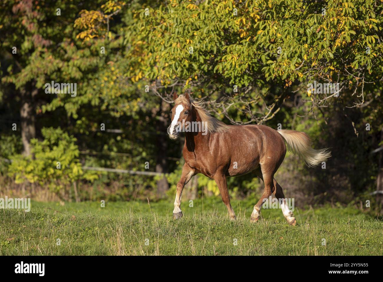 Haflinger Wallach auf der Weide im Herbst, Österreich, Europa Stockfoto