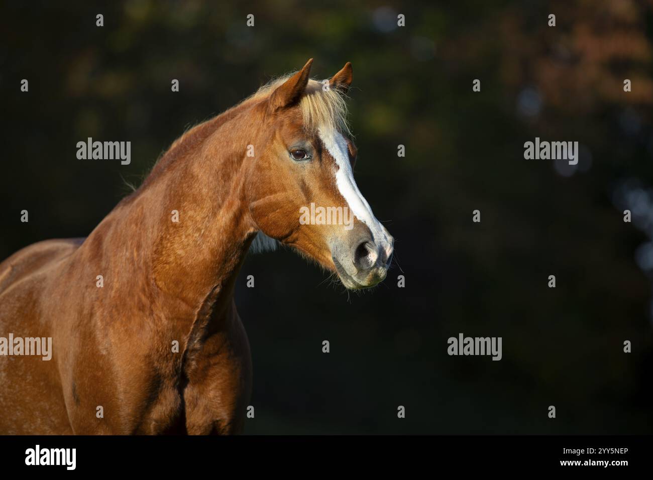Haflinger Wallach auf der Weide im Herbst, Österreich, Europa Stockfoto