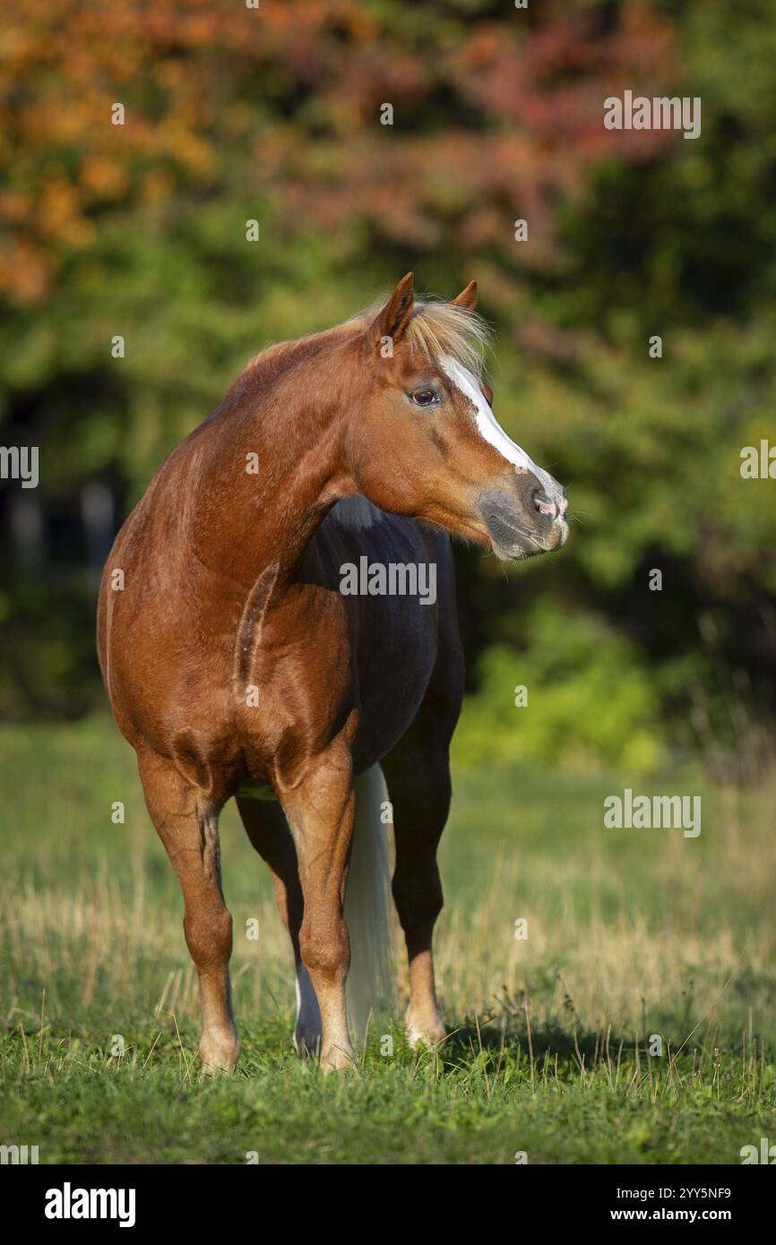 Haflinger Wallach auf der Weide im Herbst, Österreich, Europa Stockfoto