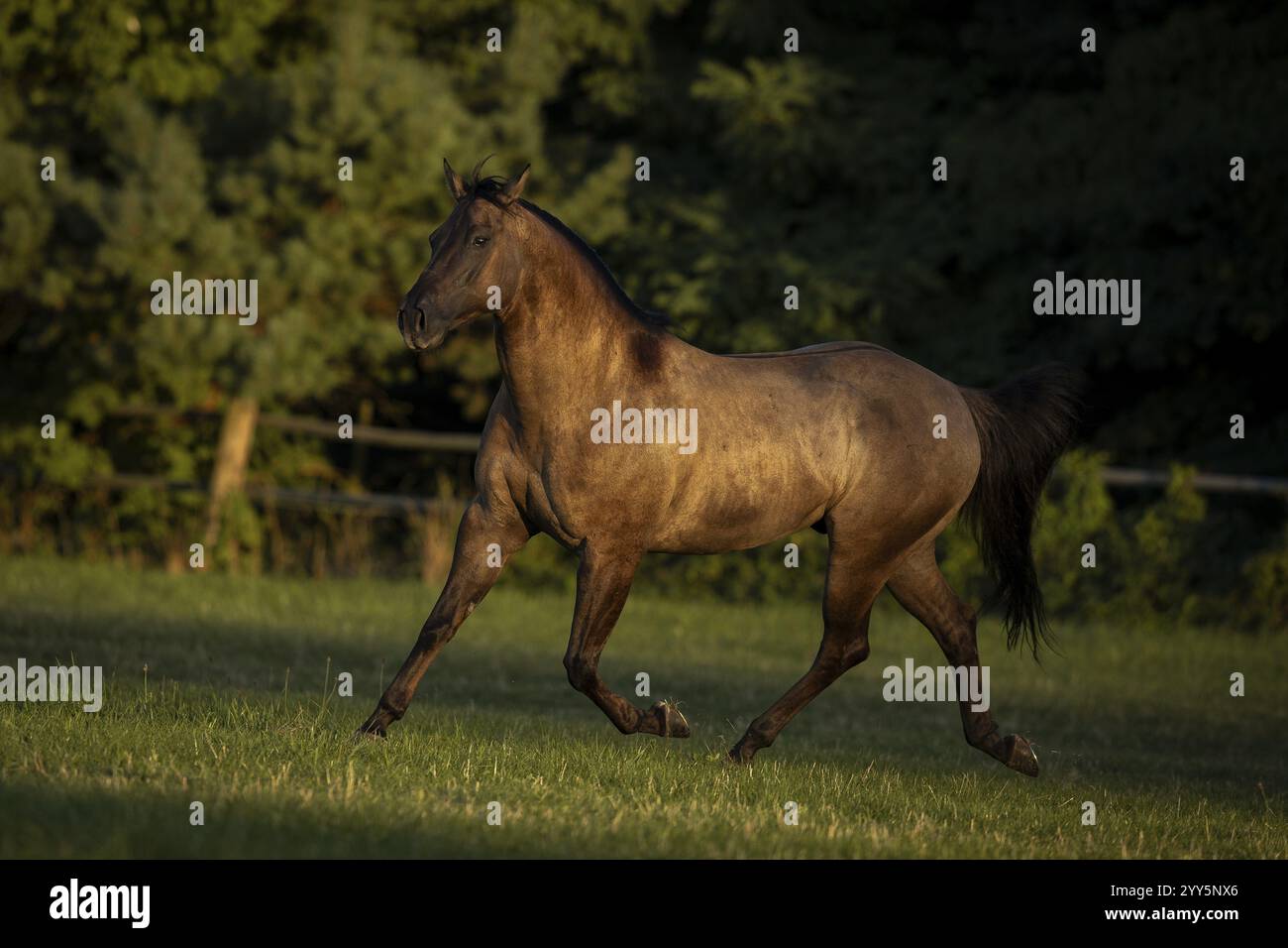 Viertelpferdestute im Abendlicht auf der Weide, Österreich, Europa Stockfoto