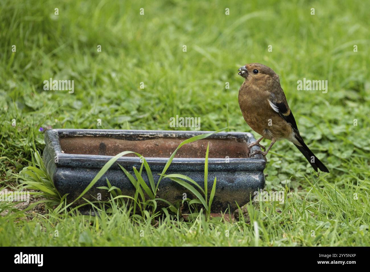 Jungvogel mit Futter im Schnabel, der auf einem Topf im grünen Gras sitzt und nach links blickt Stockfoto