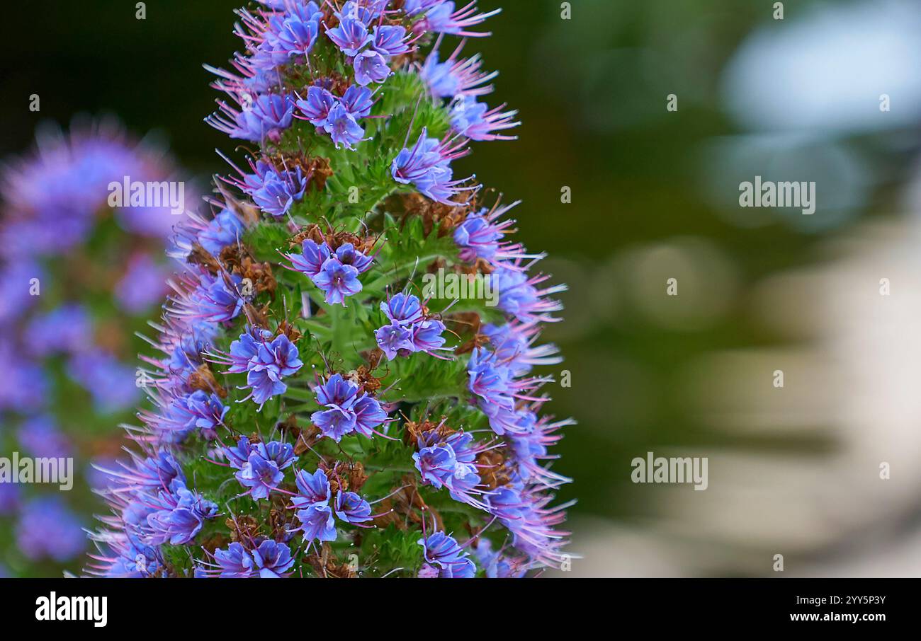 Der Stolz der Madeira Blume im Park Stockfoto