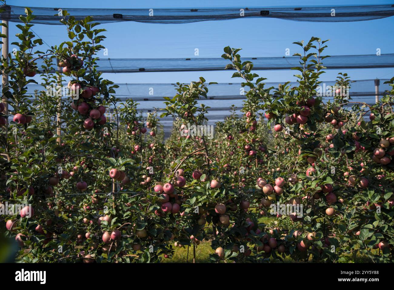 Ein Apfelgarten, der vor Hagel und Vögeln bedeckt ist. Moderne Apfelplantage in Serbien. Konzept für Anbau und Ernte von Äpfeln durch Automatisierung Stockfoto