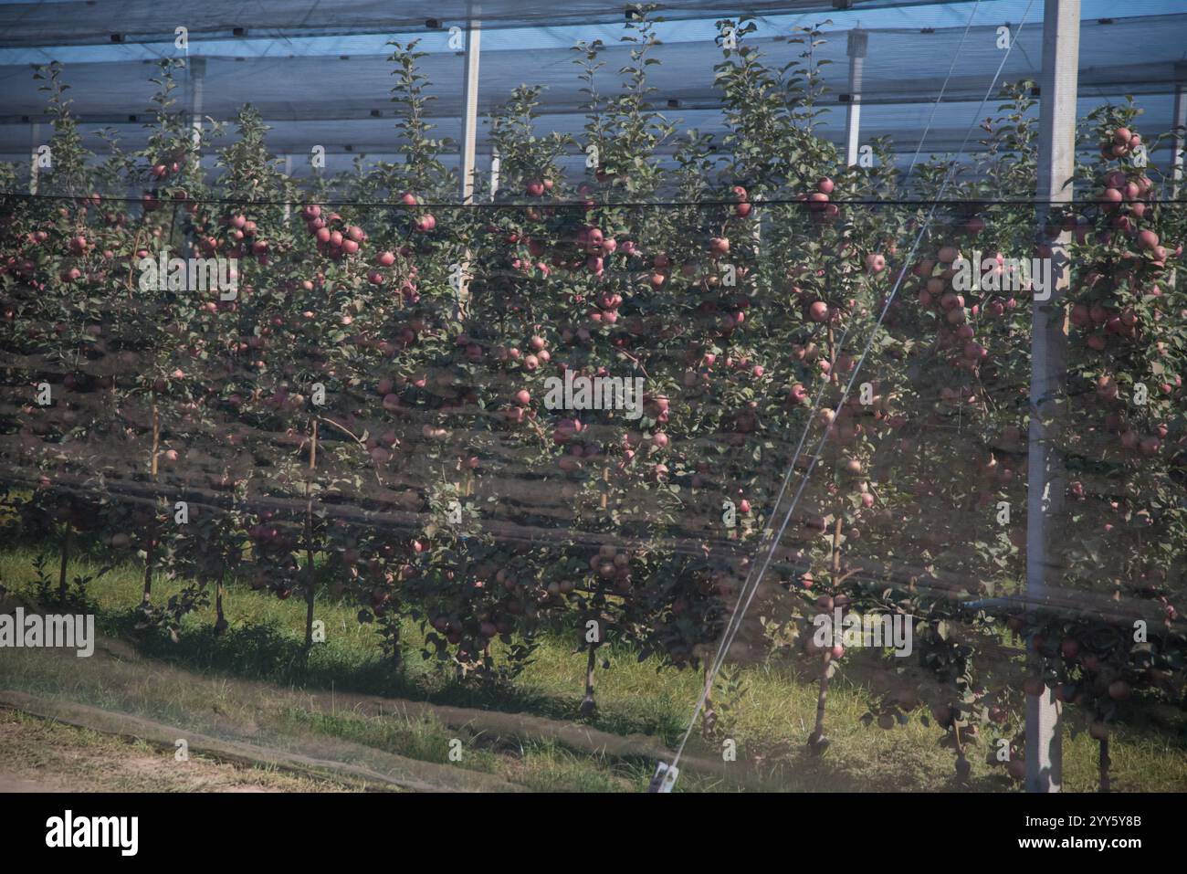 Ein Apfelgarten, der vor Hagel und Vögeln bedeckt ist. Moderne Apfelplantage in Serbien. Konzept für Anbau und Ernte von Äpfeln durch Automatisierung Stockfoto