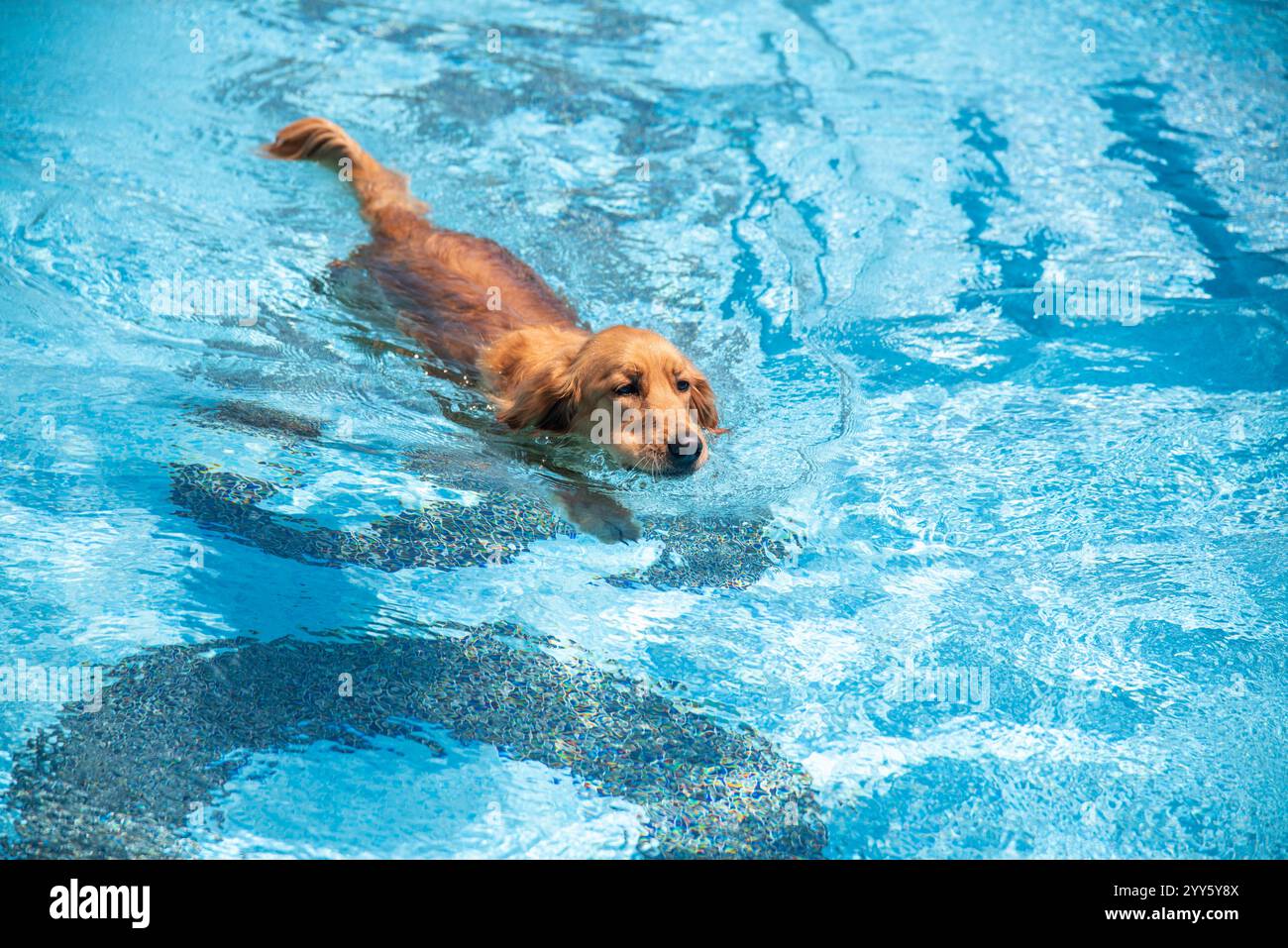 Ein wunderschöner Golden Retriever und Labrador Hunde, die Spaß haben und glücklich im Pool spielen, in kristallklarem blauem Wasser, trainieren und erfrischen. Stockfoto