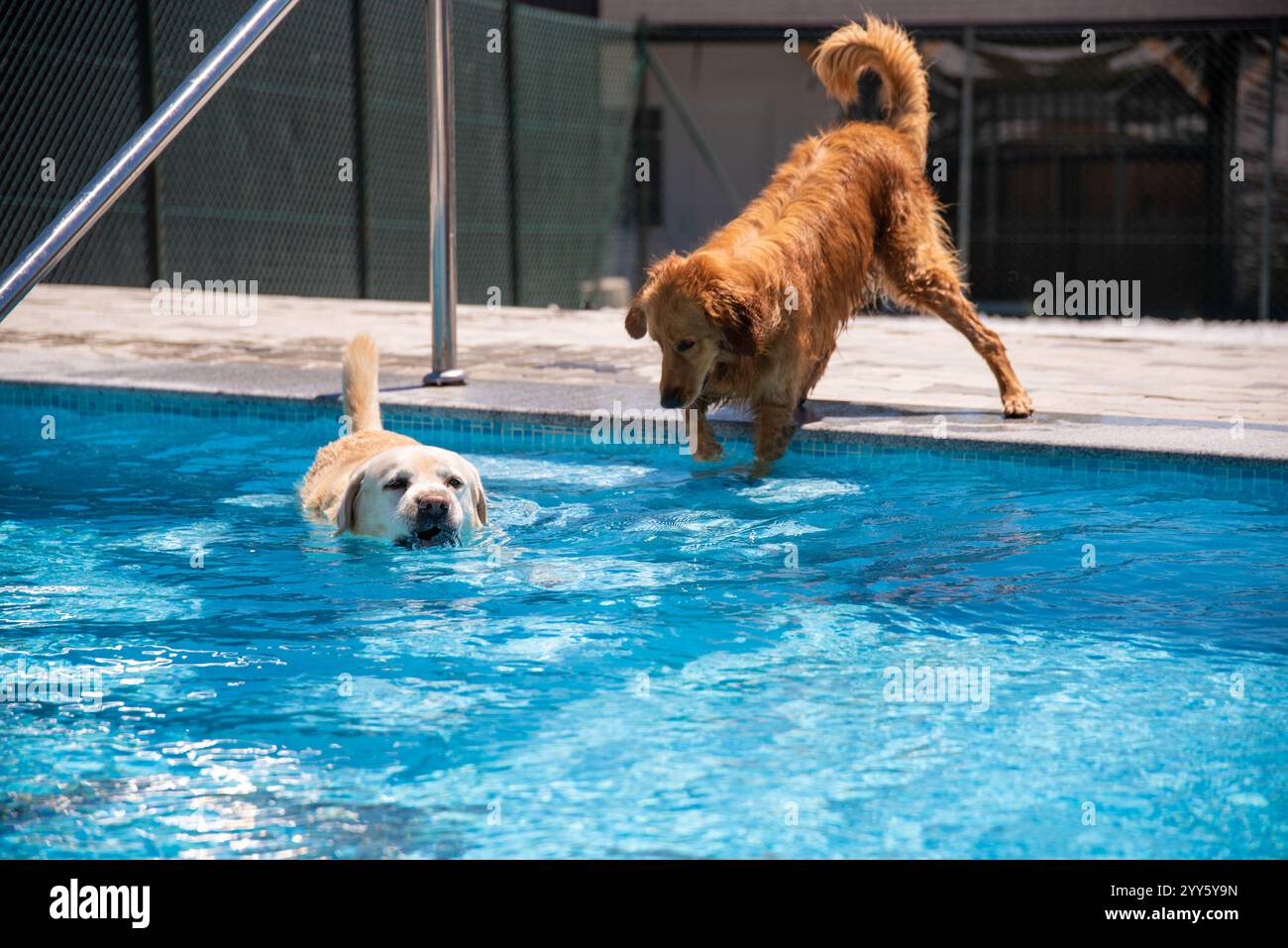 Ein wunderschöner Golden Retriever und Labrador Hunde, die Spaß haben und glücklich im Pool spielen, in kristallklarem blauem Wasser, trainieren und erfrischen. Stockfoto