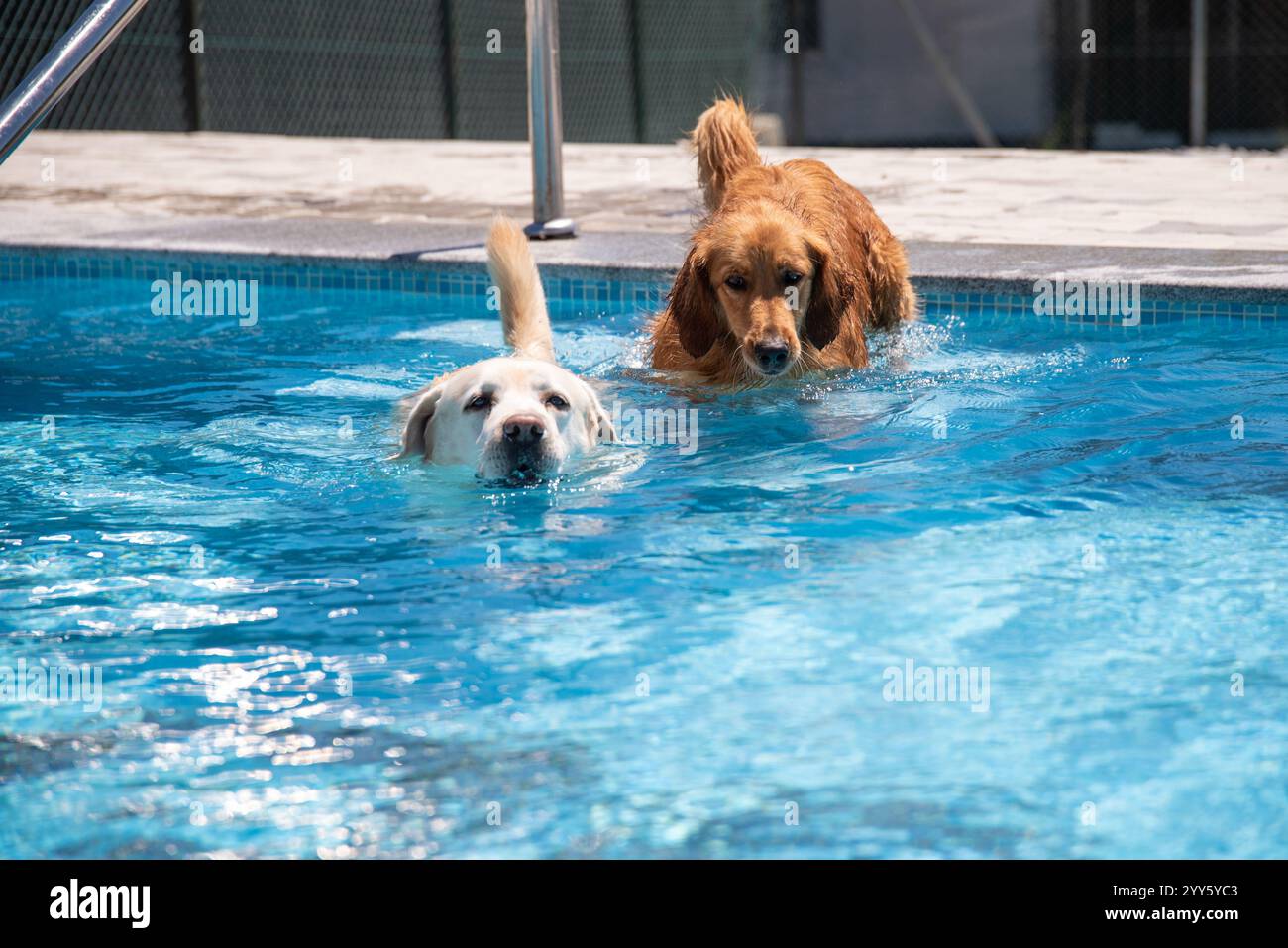 Ein wunderschöner Golden Retriever und Labrador Hunde, die Spaß haben und glücklich im Pool spielen, in kristallklarem blauem Wasser, trainieren und erfrischen. Stockfoto