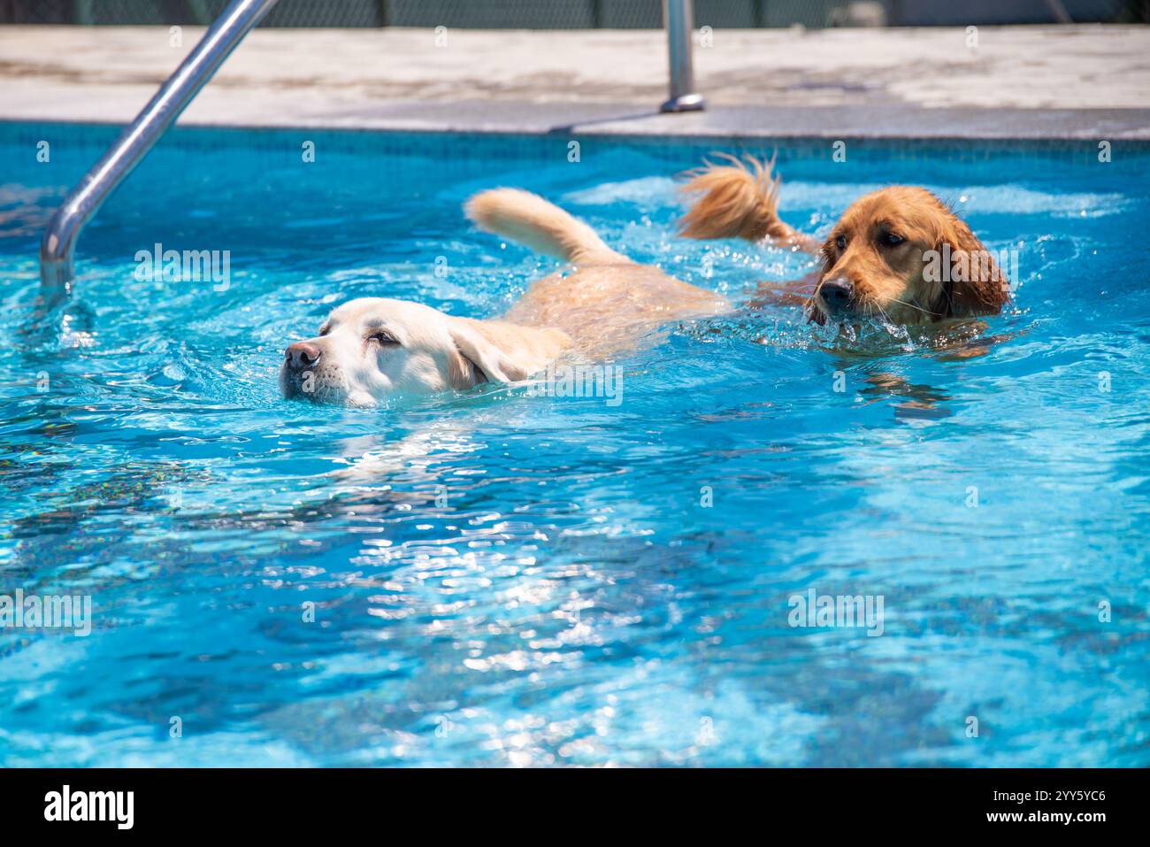 Ein wunderschöner Golden Retriever und Labrador Hunde, die Spaß haben und glücklich im Pool spielen, in kristallklarem blauem Wasser, trainieren und erfrischen. Stockfoto