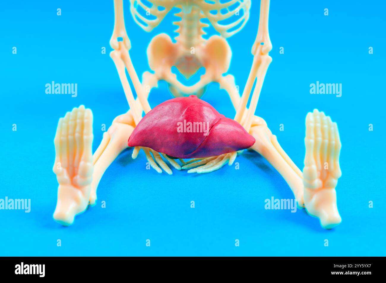 Menschliches Skelettmodell mit einem detaillierten Lebermodell vorne, vor einem hellblauen Hintergrund für Anatomie- und Biologieunterricht. Stockfoto