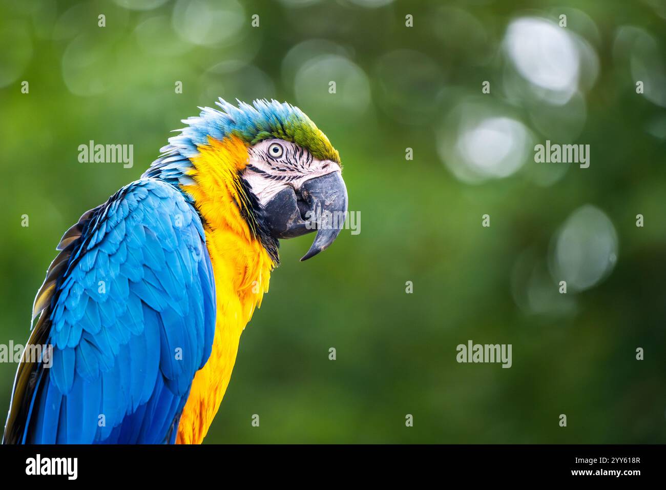 Ein blau-gelber Ara sitzt anmutig im grünen Hintergrund und zeigt sein atemberaubendes Gefieder und seinen wachsamen Ausdruck. Dieser tropische Vogel genießt einen Moment in der Natur und strahlt Schönheit aus. Stockfoto