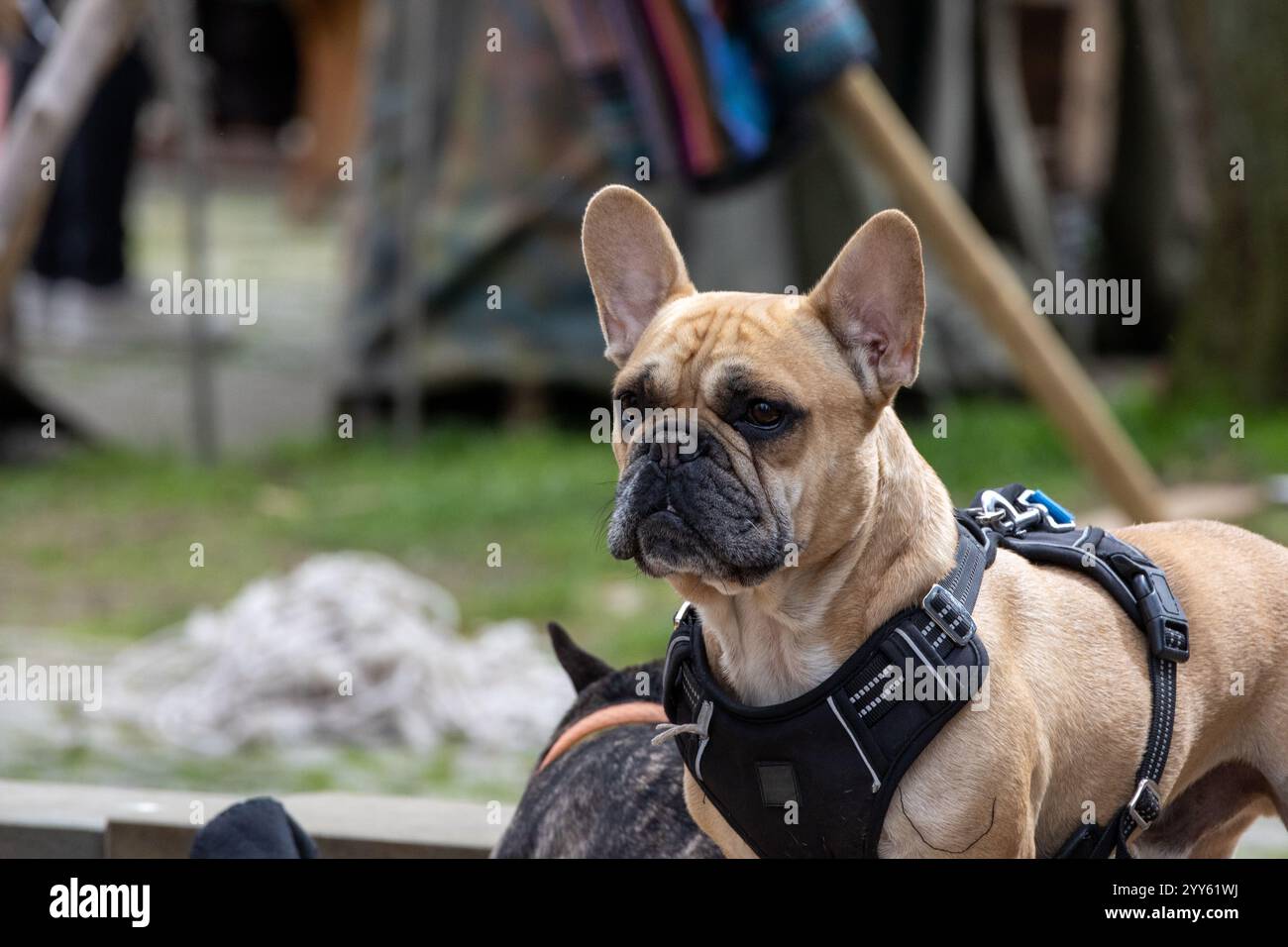 Charmante braune französische Bulldogge mit großen Ohren Stockfoto