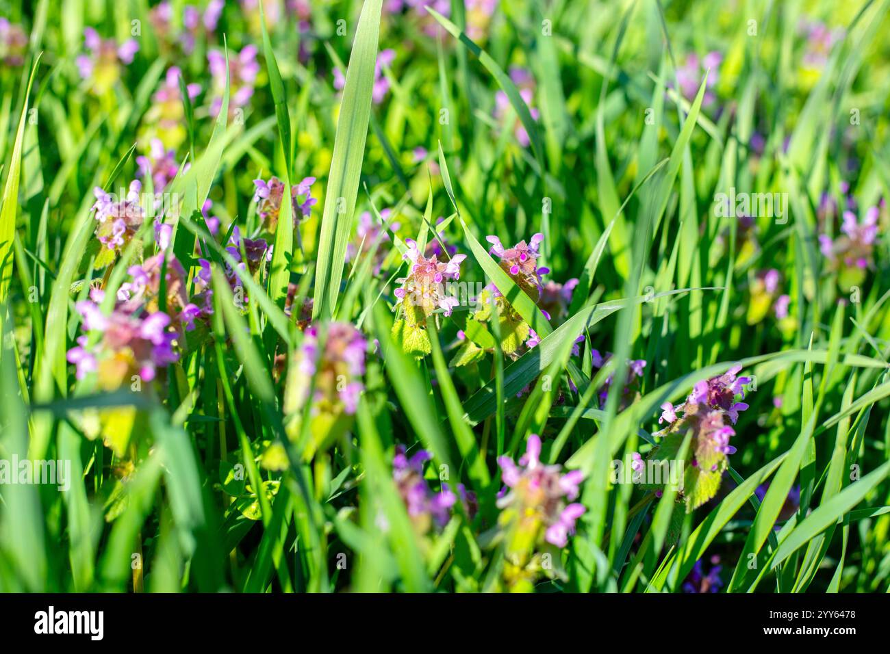 Fliederwolfnessel blüht im Gras an einem sonnigen Frühlingstag. Stockfoto