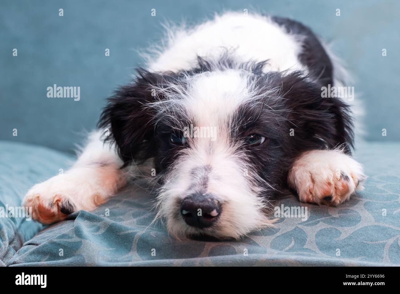 Ein kleiner schwarz-weißer Hündchen liegt bequem auf einer gemütlichen blauen Couch und genießt seine Zeit in einem warmen und einladenden Wohnzimmer Stockfoto