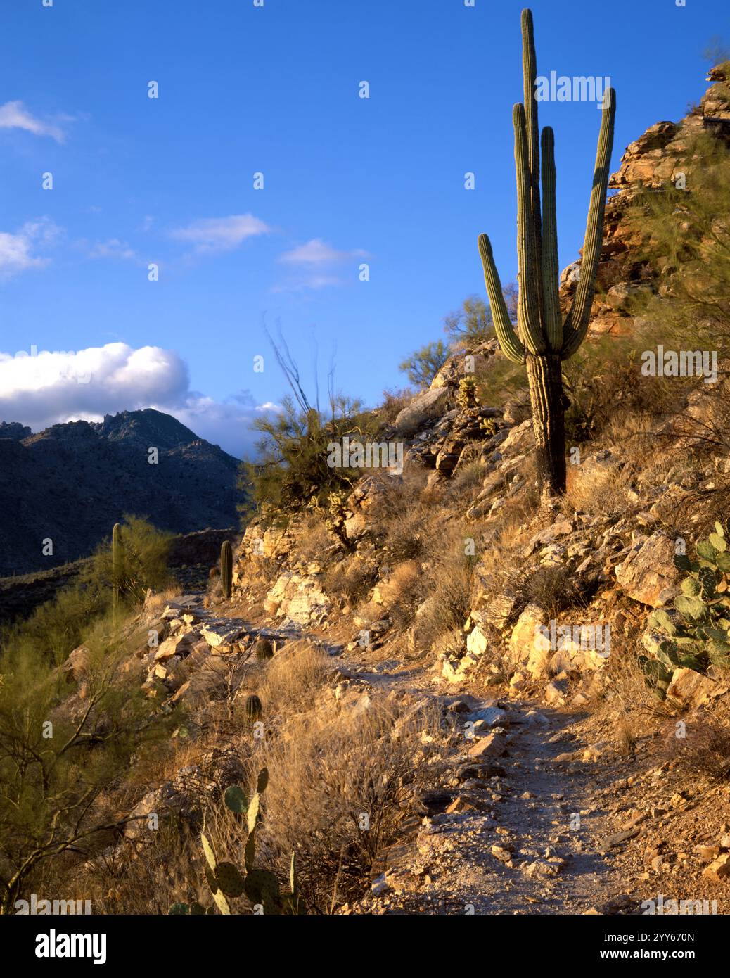 Der Phone Line Trail ist ein beliebtes Wanderziel im Erholungsgebiet Sabina Canyon. Santa Catalina Mountains, Tucson, Arizona. Stockfoto