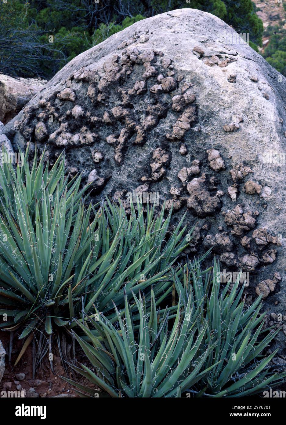 Ein Kontrast von Texturen mit Shin Dagger Kaktus und interessanten Felsformationen in der Saddle Mountain Wilderness, Arizona Stockfoto