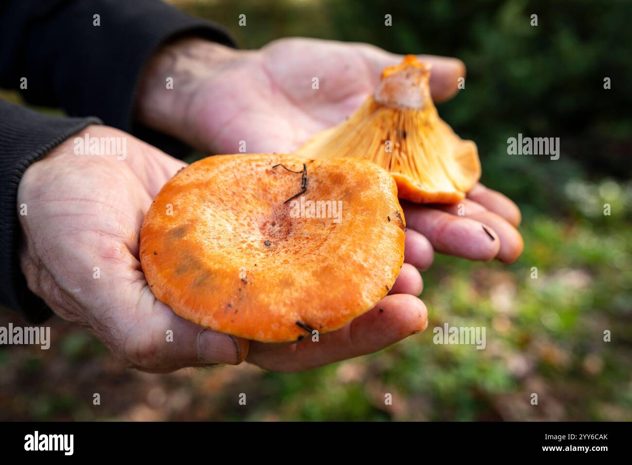 Der Naturpark Moncayo sucht Pilze im Wald in der Nähe von Agramonte, Provinz Saragoza, Spanien Stockfoto