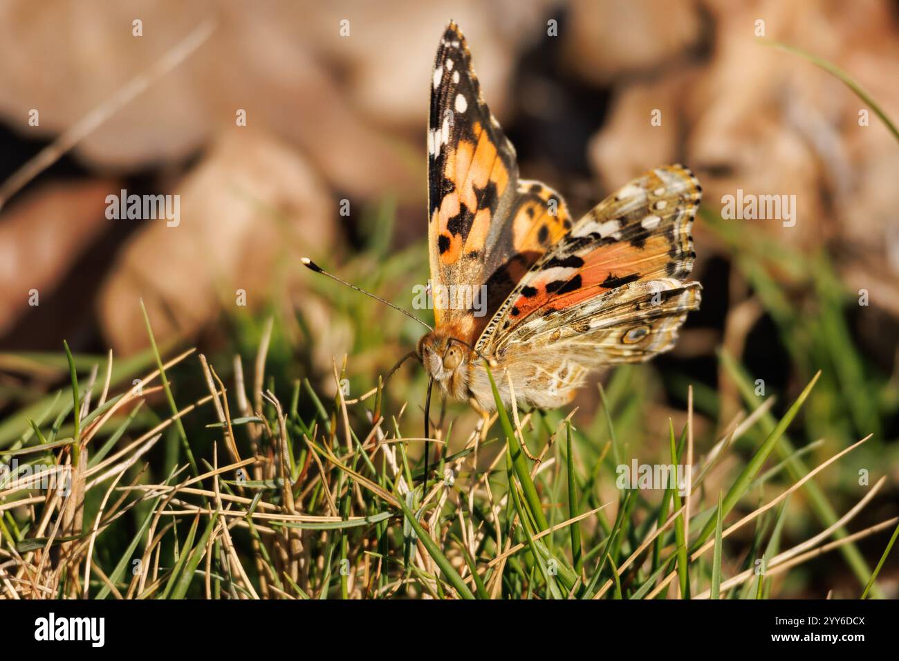Vanessa-cardui-Schmetterling auf Gras im Alcoy-Präventivkrankenhaus, Spanien Stockfoto
