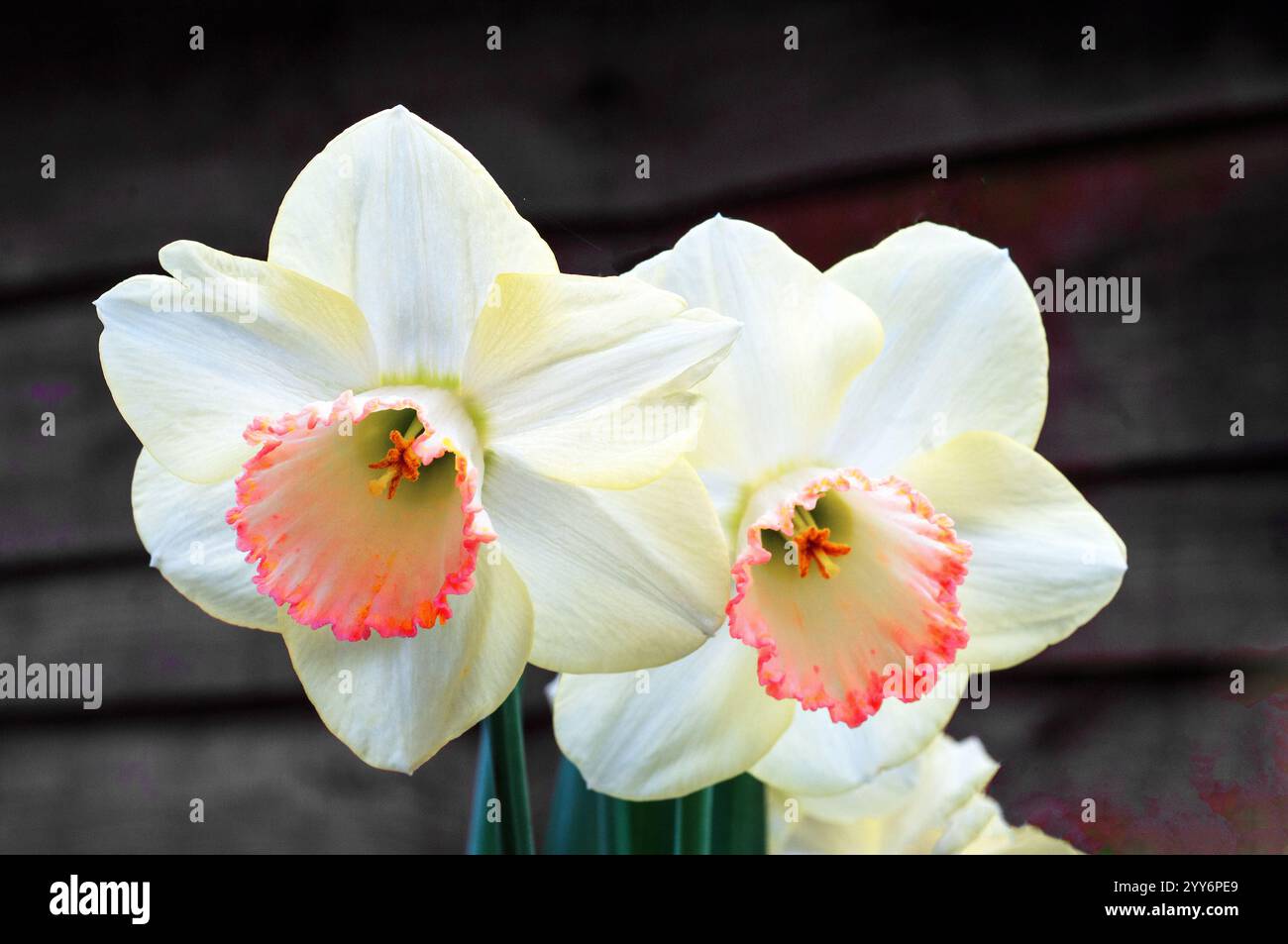 Nahaufnahme der Gruppe von Narzisse Pastel Juwel im Frühjahr. Dies ist eine blassgelbe und korallenfarbene Abteilung 4 große gekuppelte Narzissen und ist eine Laubstaude Stockfoto