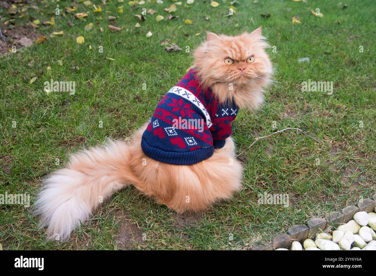 Flauschige Ingwerkatze in festlichem Pullover Stockfoto
