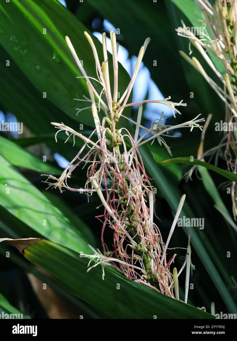 Lance Dracaena, Dracaena aubryana, Dracaeneaceae. Syn. Dracaena demütig. Tropisches West- und Zentralafrika von Sierra Leone bis Kongo-Kinshasa. Stockfoto