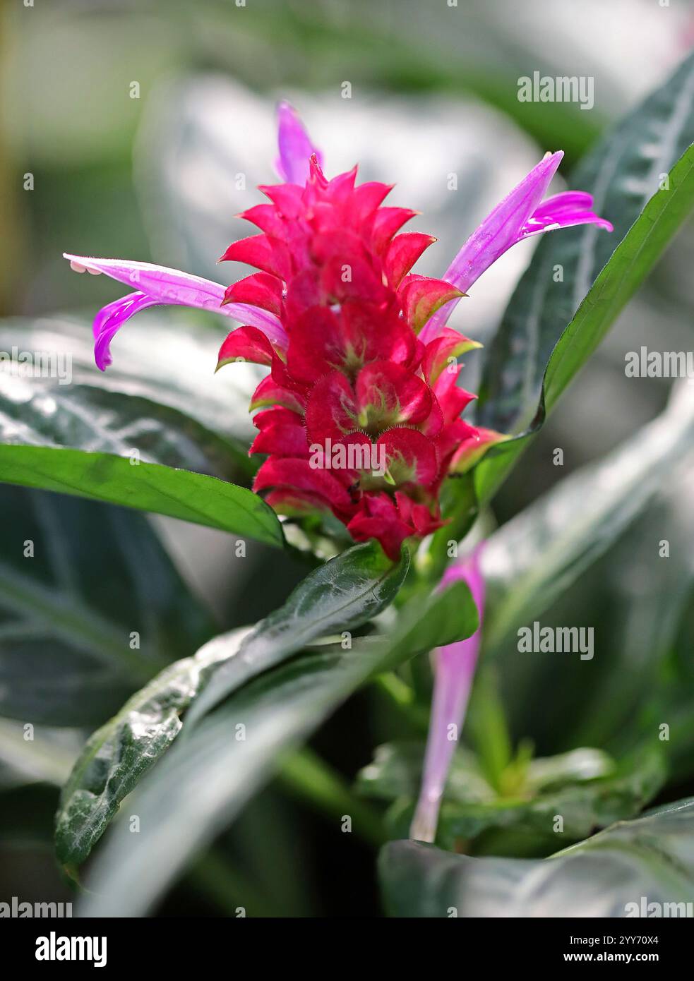 Purple Shrimps Plant, Rose Pine Cone, brasilianisches Feuerwerk oder Jademagie, Justicia scherdweileri, Acanthaceae. Brasilien, Südamerika. Stockfoto