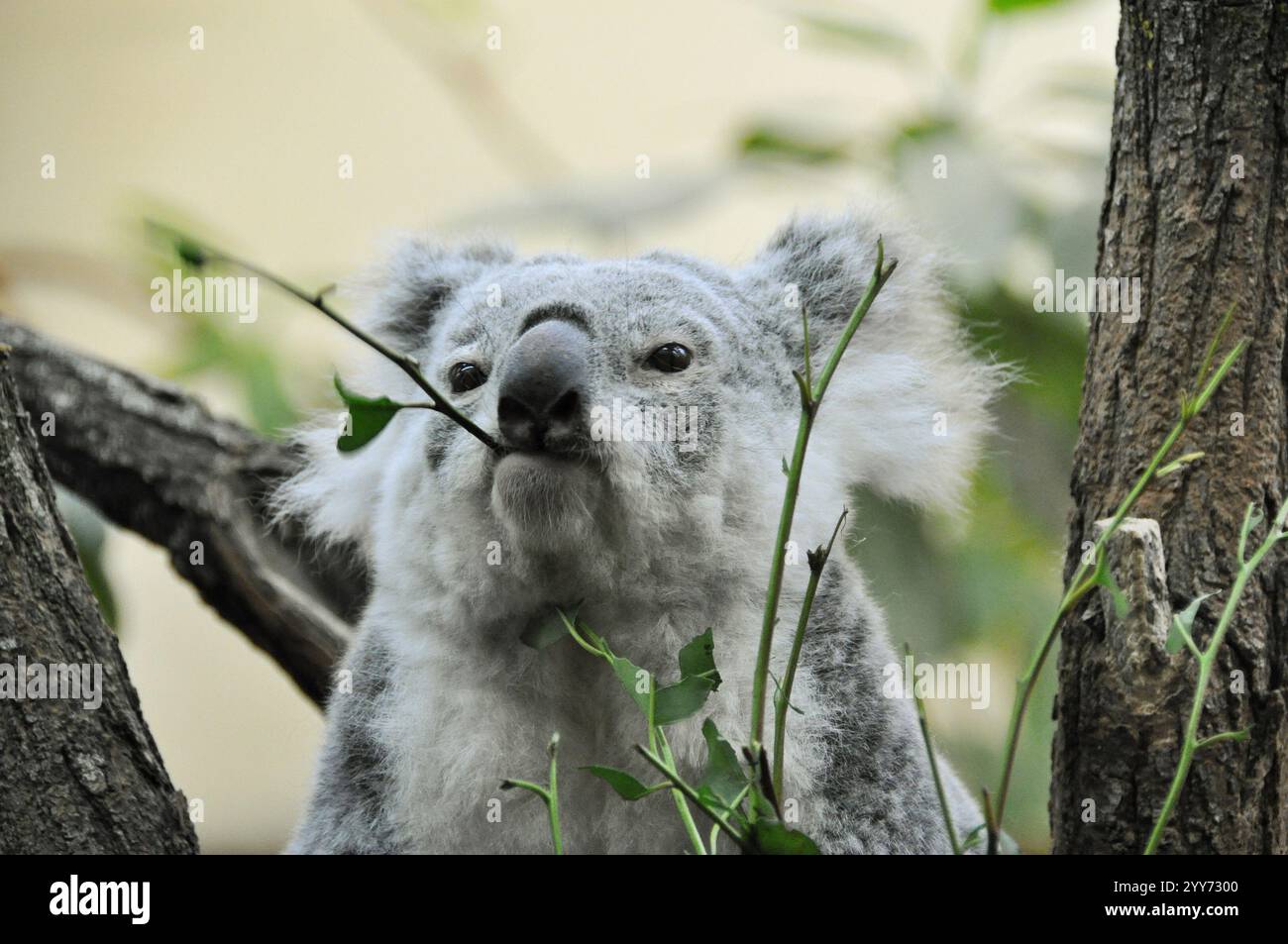 Schläfriger Koala, der im Baum isst. Nahporträt eines grauen Koalas auf der Suche nach Eukalyptusblättern. Stockfoto