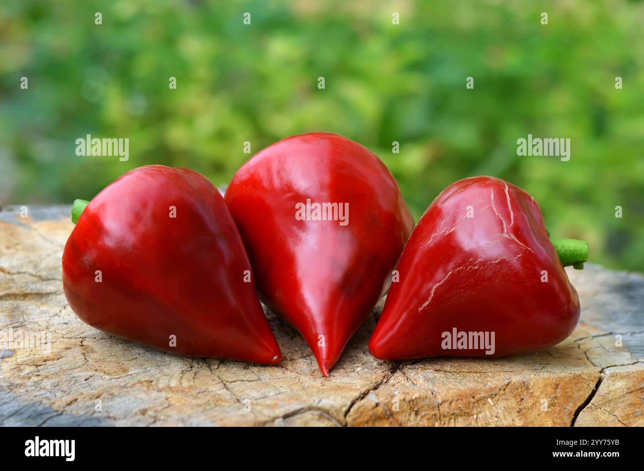 Drei reife rote, süße Paprika in Kegelform. Bio-Gartenkonzept. Stockfoto