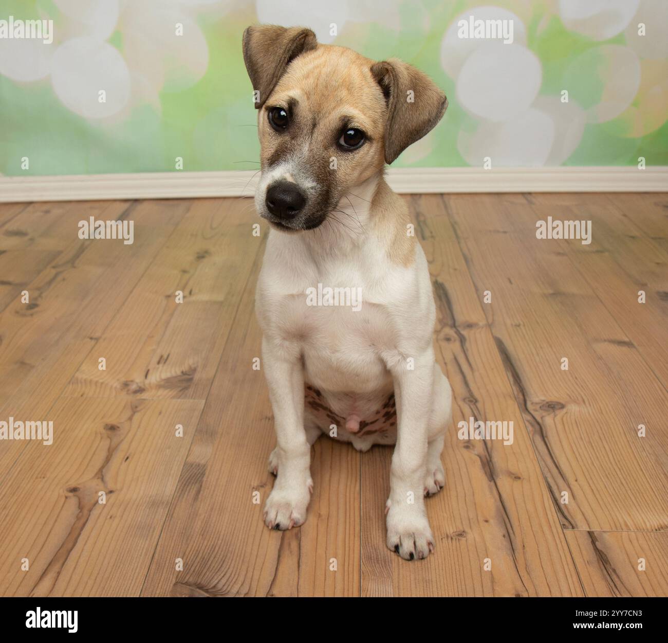 Niedlicher brauner und weißer Jack-russell-Welpe, der mit einem Hähnchenspielzeug-Porträt spielt Stockfoto