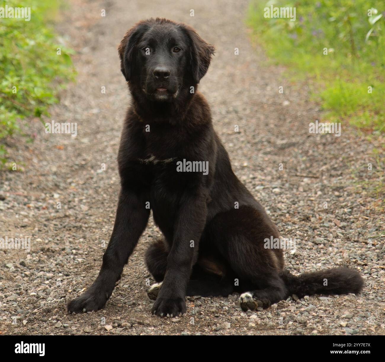Niedliche große schwarze pyrenäen-Mischung Hündchen sitzt draußen Porträt Stockfoto