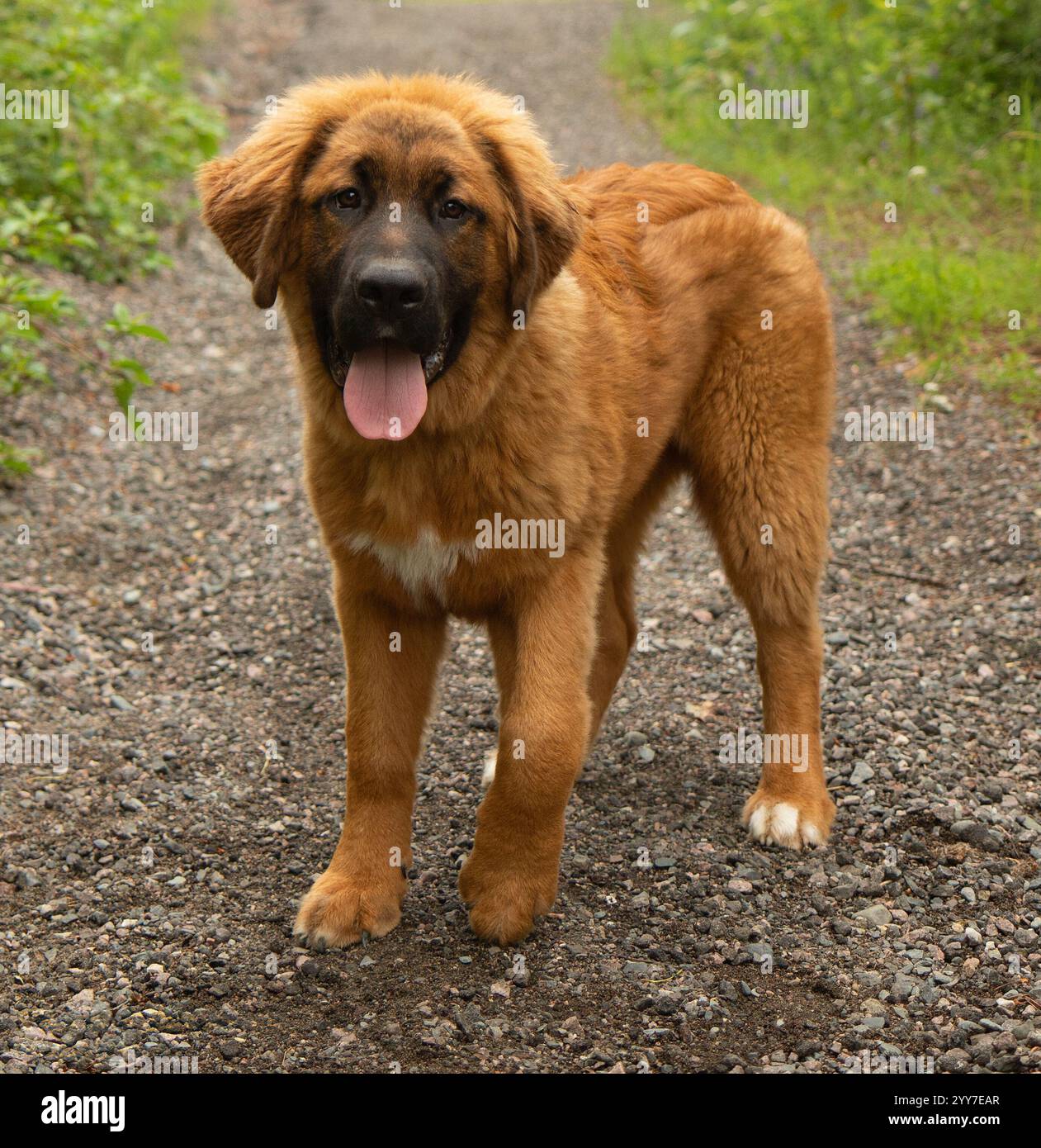 Entzückende große flauschige braune und weiße pyrenäen mischen Welpen Hund stehend im Freien Porträt Stockfoto