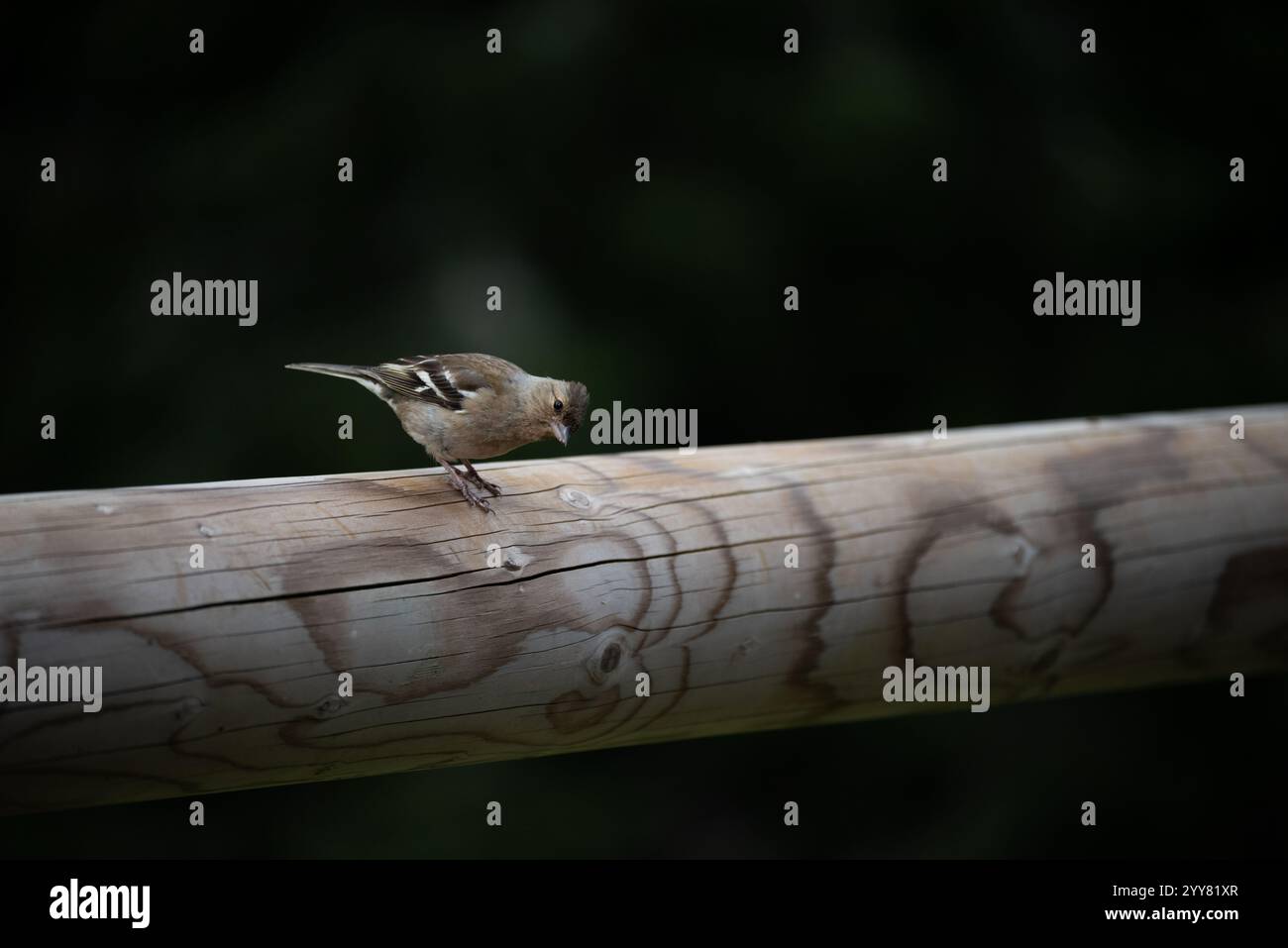Weibliche Kaffinchen, Fringilla Coelebs, auf einer Holzschiene Stockfoto