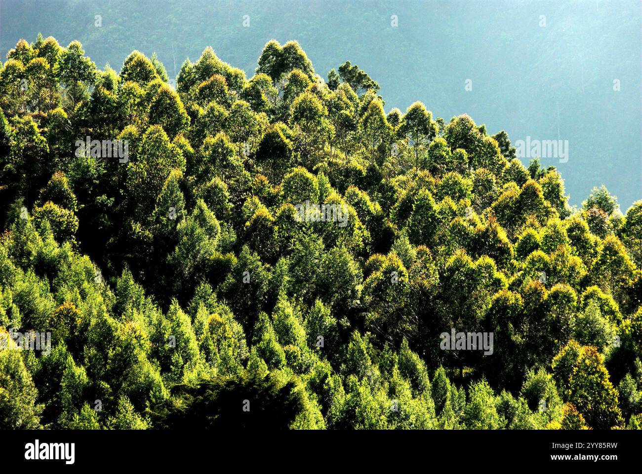 Ein Hügel, der von dichten immergrünen Bäumen bedeckt ist, auf dem Dieng-Plateau, das administrativ in Dieng, Batur, Banjarnegara, Zentral-Java, Indonesien liegt. Stockfoto