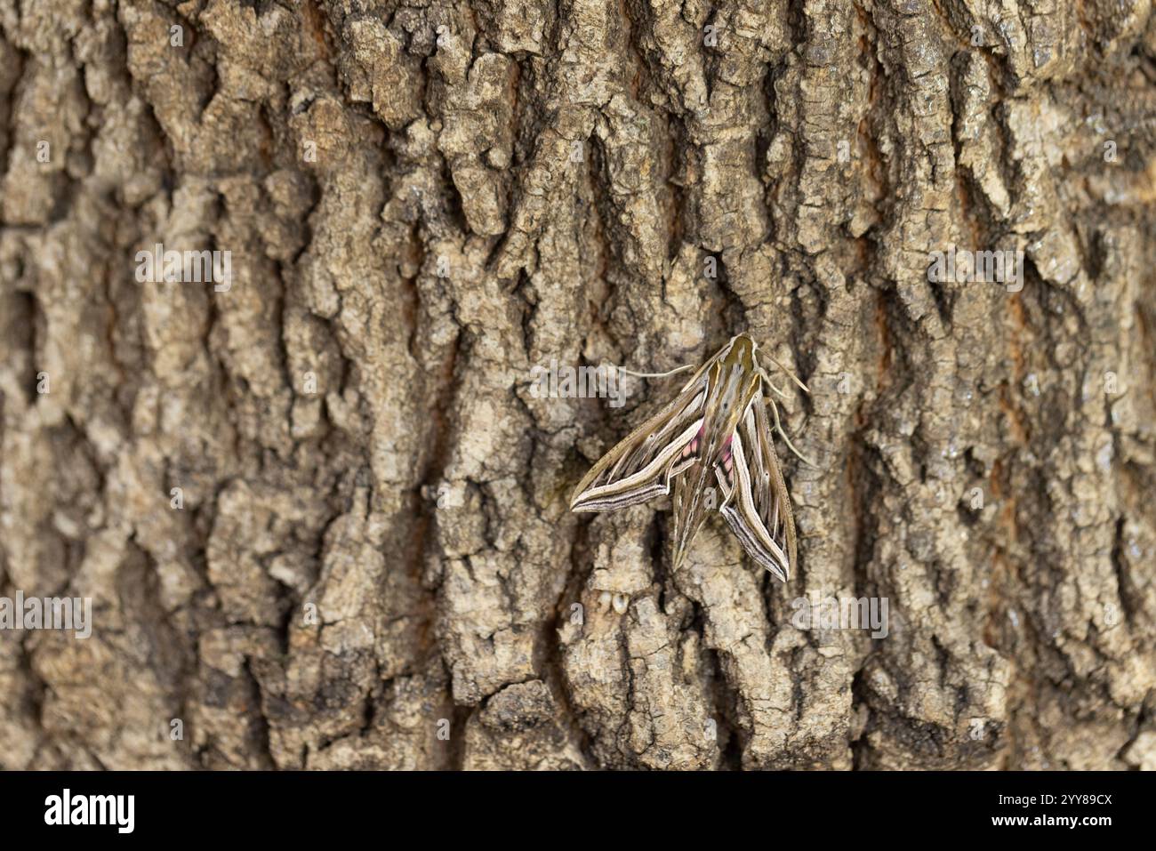 Hippotion celerio, die Rebe-Falkenmotte oder Silber-gestreifte Falkenmotte, ist eine Motte der Familie Sphingidae. Stockfoto