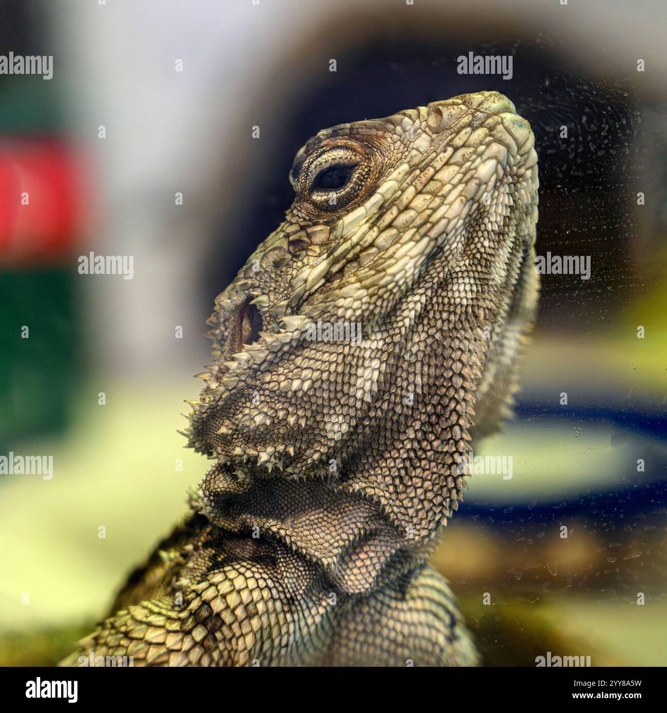 Nahaufnahme Porträt eines Rock Agama (Laudakia stellio), fotografiert in Israel im November Stockfoto