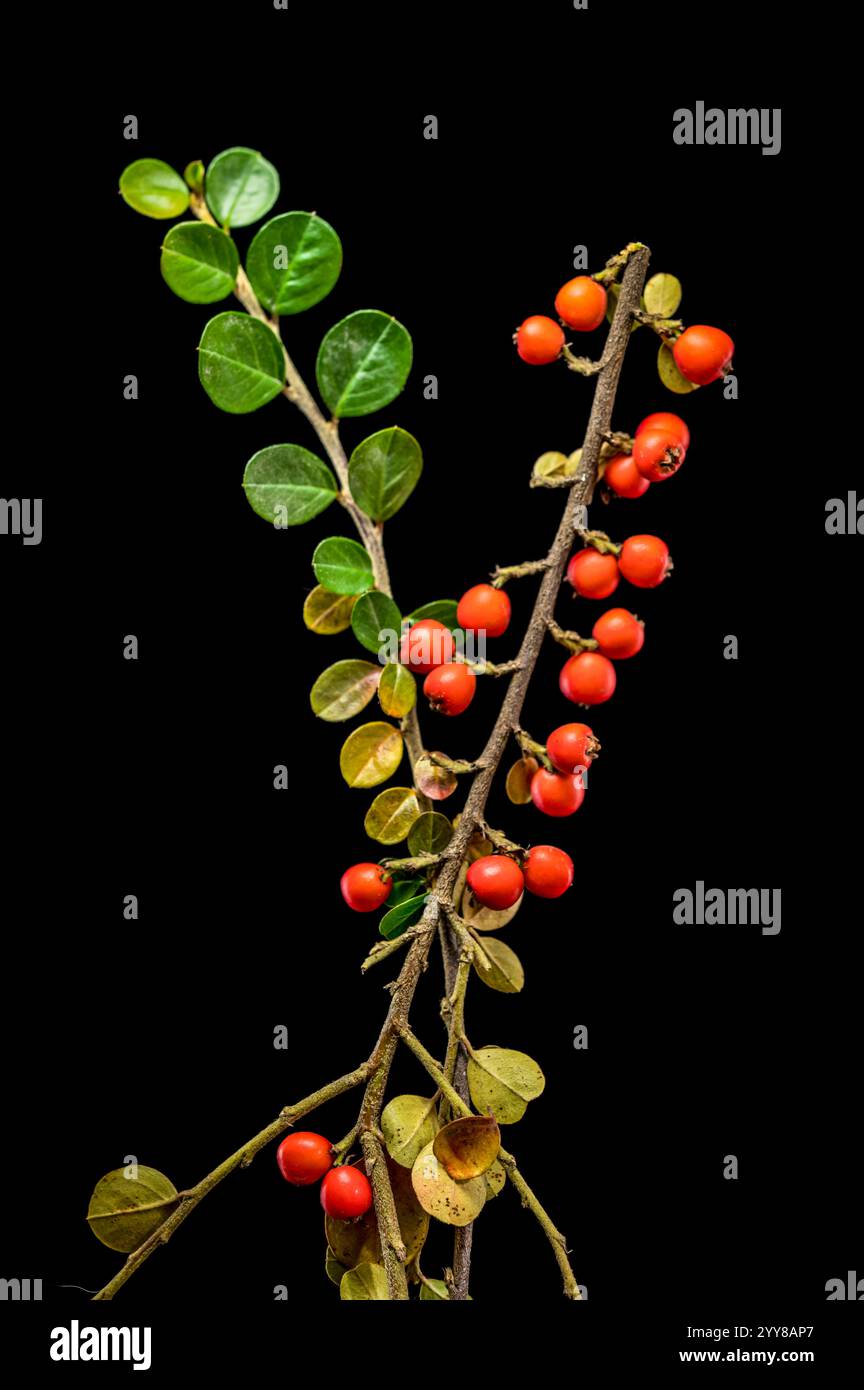 Cotoneaster Branch mit roten Beeren auf schwarzem Hintergrund Stockfoto